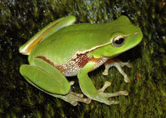 Biodiversity (CBD) home