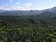 Indonesian forests home