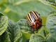 Pesticides occupational risks home