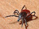 Lyme Disease home