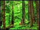 Forests home