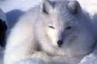 Arctic Fox